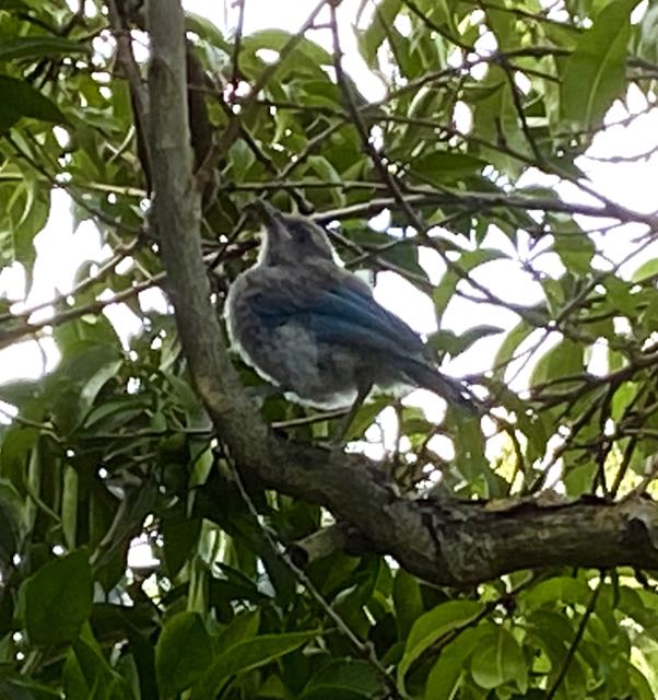 garden scrub jay fledgling 6 7 20 - 1