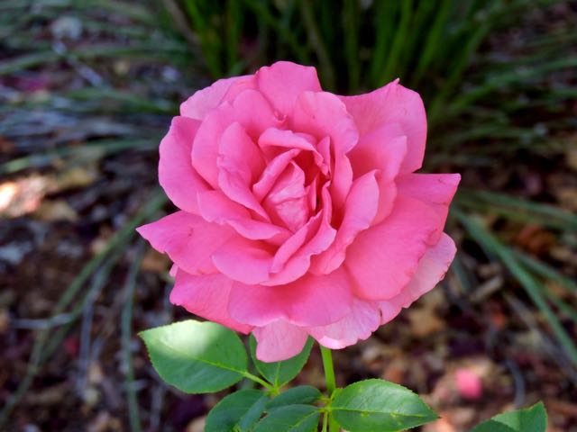 garden side all my loving rose 6 16 20 - 1