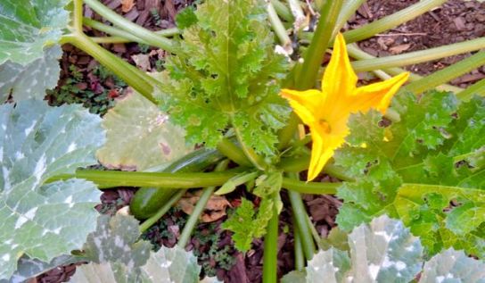 garden zucchini flower and new fruit 6 24 20 - 1