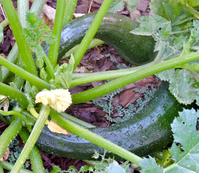 garden 2 huge zucchini growing 7 15 20 - 1