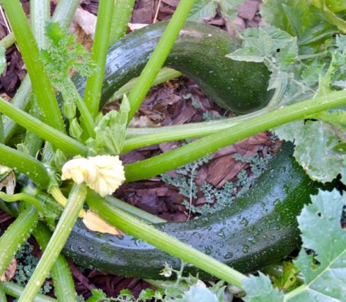 garden 2 huge zucchini growing 7 15 20 - 1