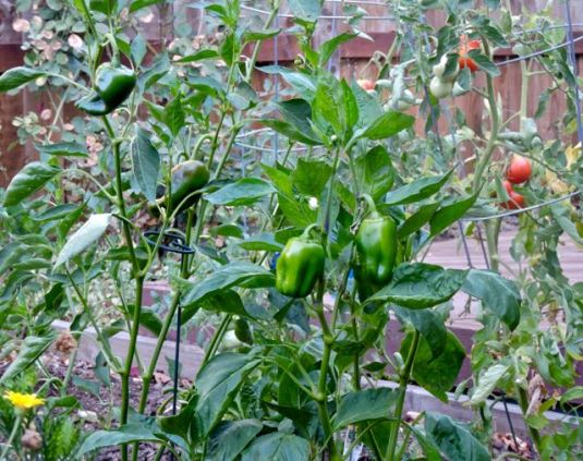 garden anchos peppers carmellos 7 22 20 - 1