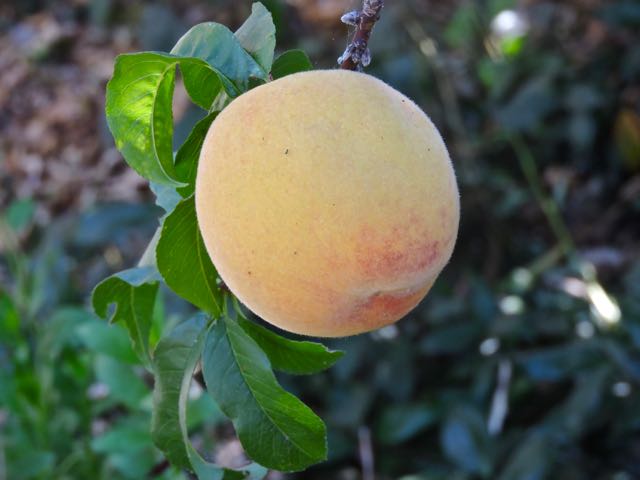 garden back almost ripe peach 7 20 20 - 1