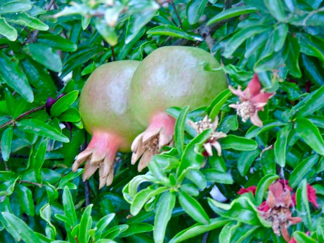 garden back growing pomegranate fruit 7 18 20 - 1