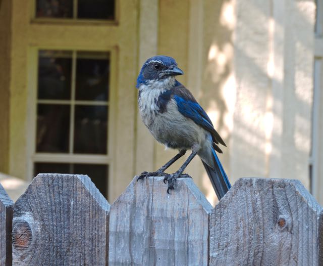 garden back jay perched next to me 7 18 20 - 1