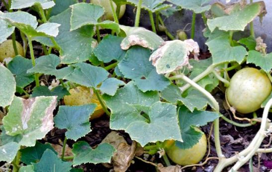garden back lemon cucumbers almost ripe 7 18 20 - 1