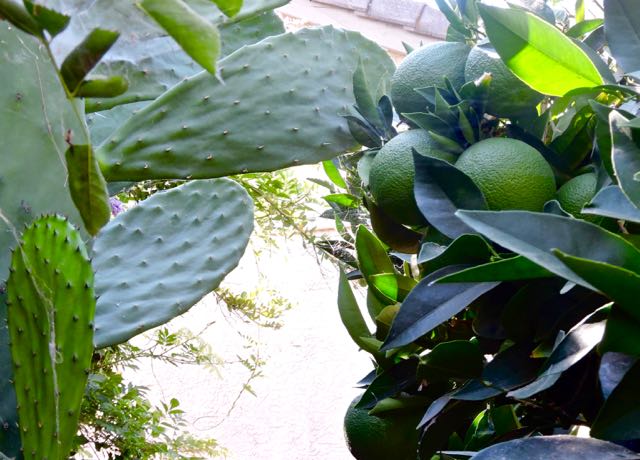 garden back nopales and green orange cluster 7 20 20 - 1