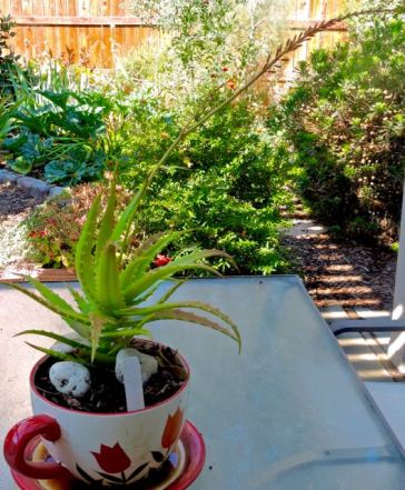 garden back original aloe with bloom stalk 7 20 20 - 1