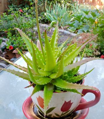 garden back potted aloe 7 18 20 - 1