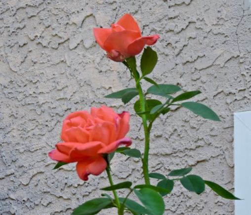 garden back salmon rose pair 7 20 20 - 1