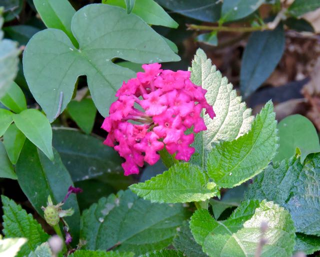garden back single pink lantana flower 7 20 20 - 1