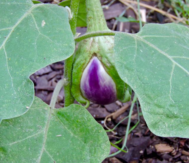 garden first eggplant of season 7 24 20 - 1