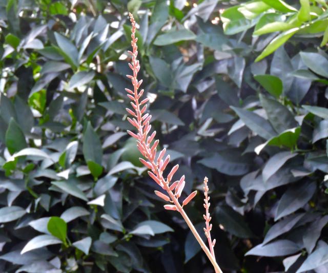garden flower stalk on the aloe 7 25 20 - 1