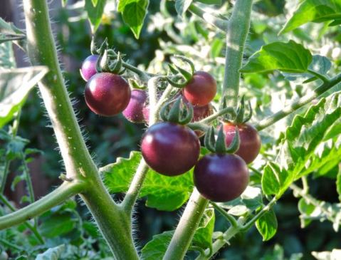 garden ripe blueberry mini tomato cluster 7 18 20 - 1