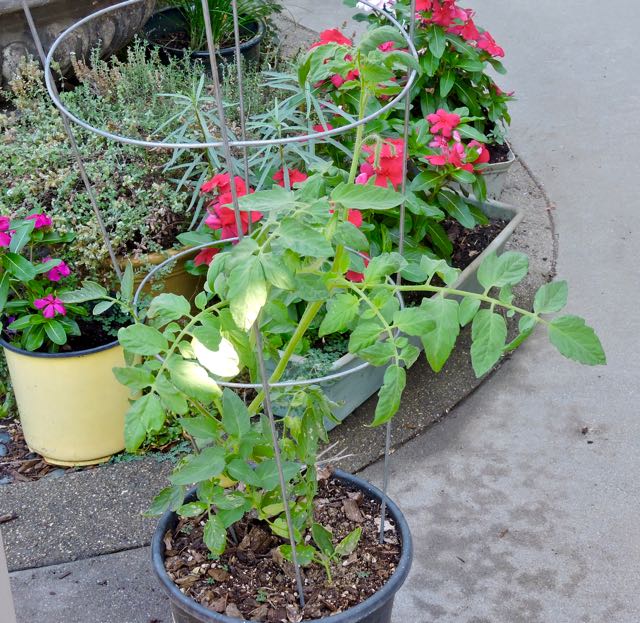 garden transplanted carmello sucker 7 20 20 - 1