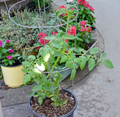 garden transplanted carmello sucker 7 20 20 - 1