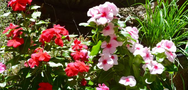 garden vinca marjoram chives in bright sun 8 1 20 - 1