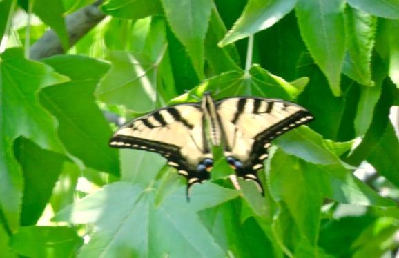 garden yellow swallowtail visitor 7 21 20 - 1