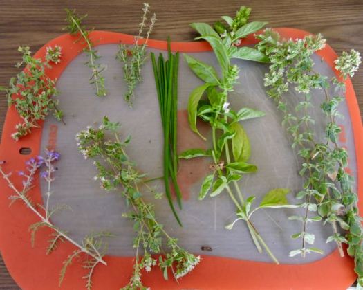 kitchen garden herbs display 7 19 20 - 1