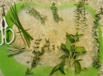 kitchen herbs for sauce 7 24 20 - 1