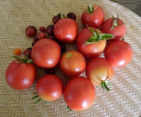 kitchen tomatoes for sauce 7 24 20 - 1