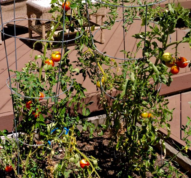 garden carmello tomatoes still producing 8 4 20 - 1