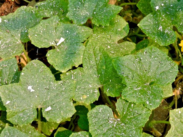 garden cucumber leaves covered in ash 8 21 20 - 1