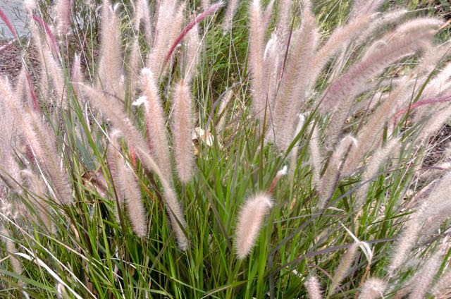 garden fountain grass 8 26 20 - 1