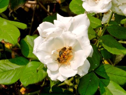 garden honeybees cluster in ash-sprinkled white rose 8 21 20 - 1