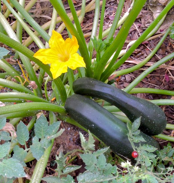 garden latest large zooks and bloom 8 22 20 - 1