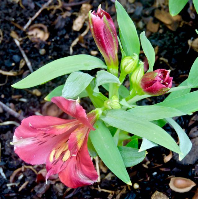 garden latesummer alstroemeria 8 26 20 - 1