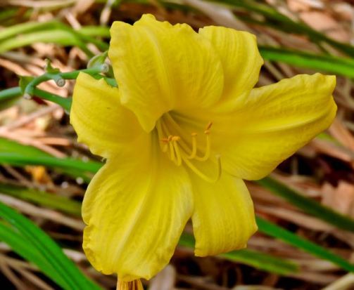 garden latesummer day lily 8 26 20 - 1