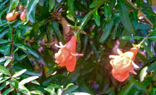 garden latesummer pomegranate blooms 8 26 20 - 1