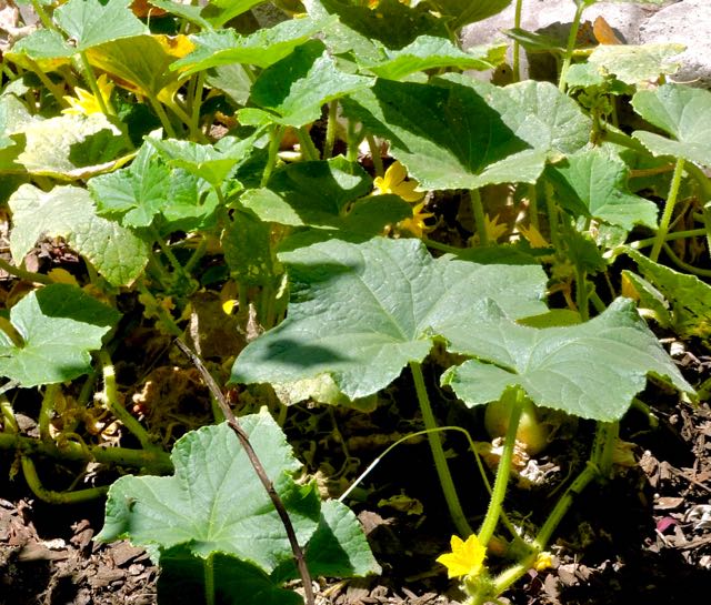 garden lemon cucumber plant blooming and fruiting 8 4 20 - 1