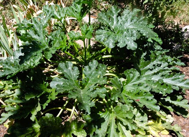 garden mammoth zucchini plant 8 4 20 - 1
