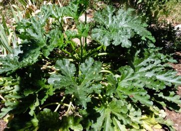 garden mammoth zucchini plant 8 4 20 - 1