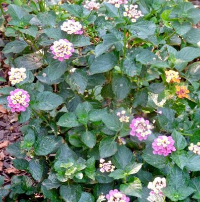 garden multicolor lantana 8 26 20 - 1