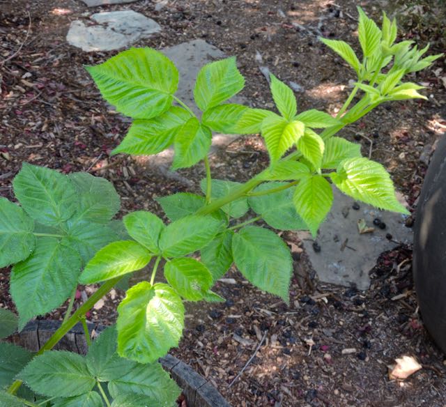 garden new blackberry vine 8 26 20 - 1
