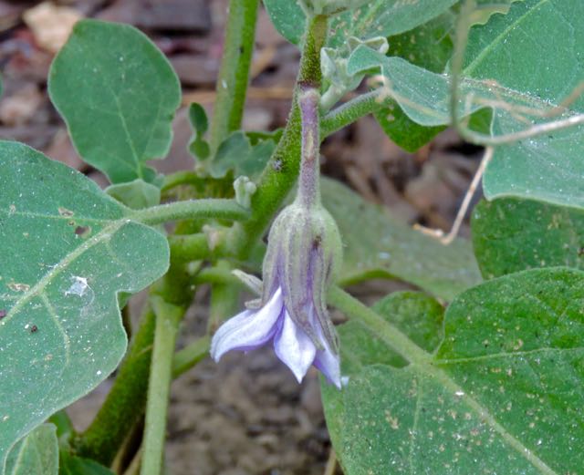 garden rosa bianca bloom 8 25 20 - 1