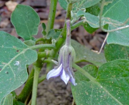 garden rosa bianca bloom 8 25 20 - 1