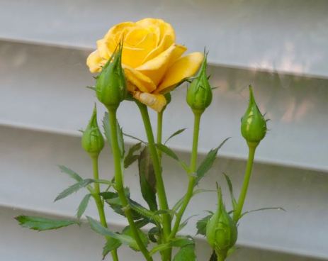 garden the next yellow rose cluster 8 22 20 - 1