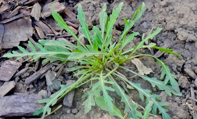 garden back perennial arugula springing up oct 22 2020 - 1