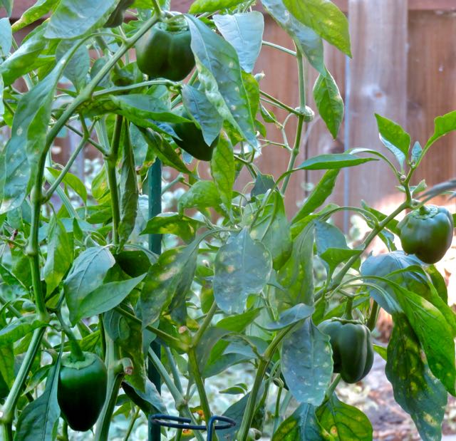 garden back red pepper plant and new peppers oct 21 2020 - 1