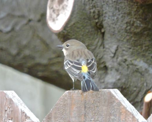 garden back yellow rumped warbler back oct 10 2020 - 1