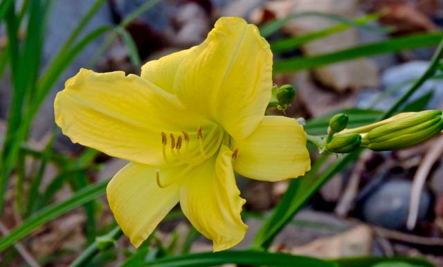 garden front day lily and buds oct 5 2020 - 1