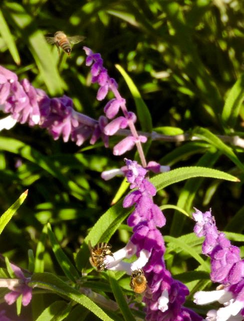 garden front mexican sage 3 bee magnetoct 21 2020 - 1