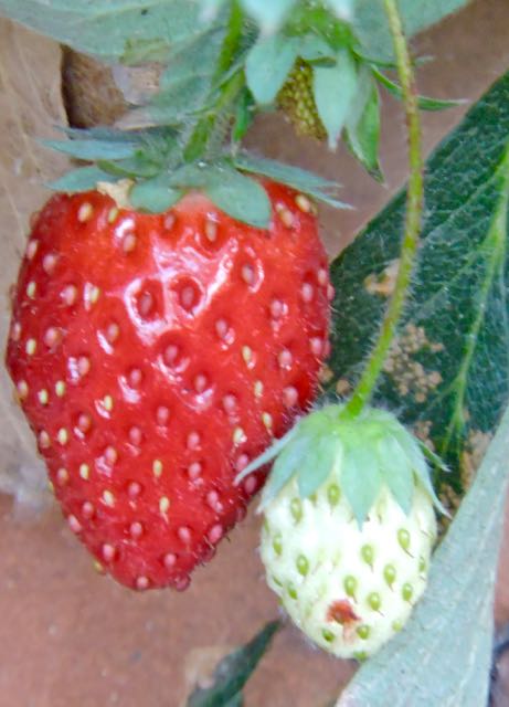 garden last strawberries in october oct 10 2020 - 1
