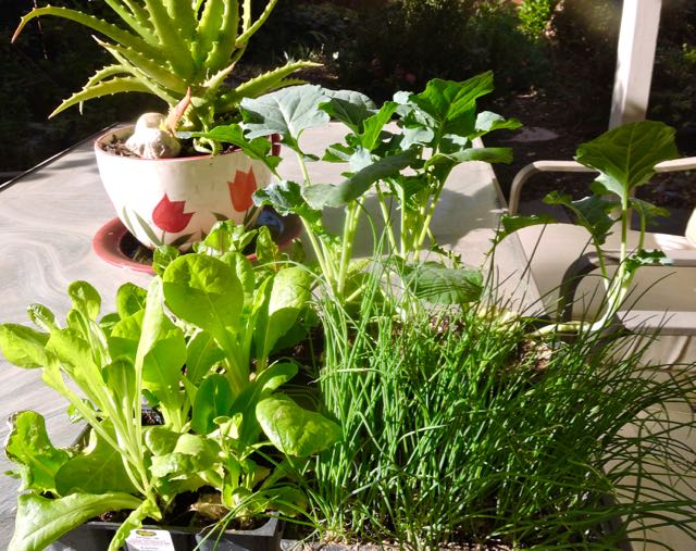 garden winter veg ready to go in oct 22 2020 - 1