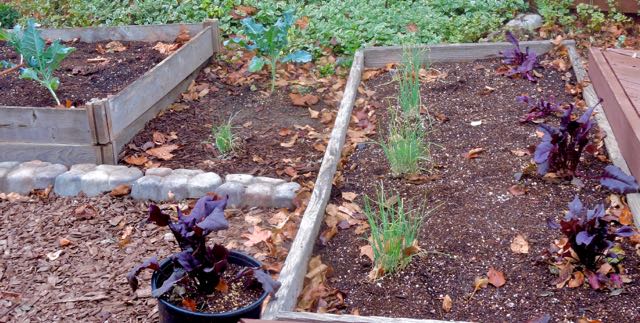 garden broccoli onions beets dec 21 2020 - 1