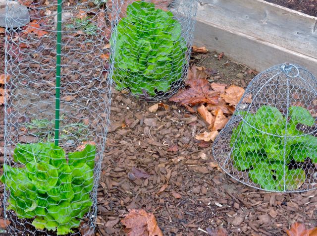 garden leaf lettuce in cages dec 21 2020 - 1